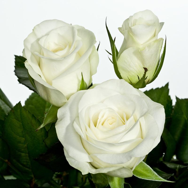 Sunfield Flowers Products